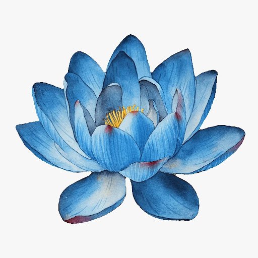 Blue Lotus Flower Tea