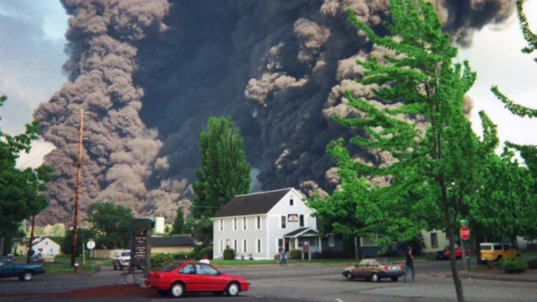 How to Solve Dangerous Tree Problems in Bellingham, WA