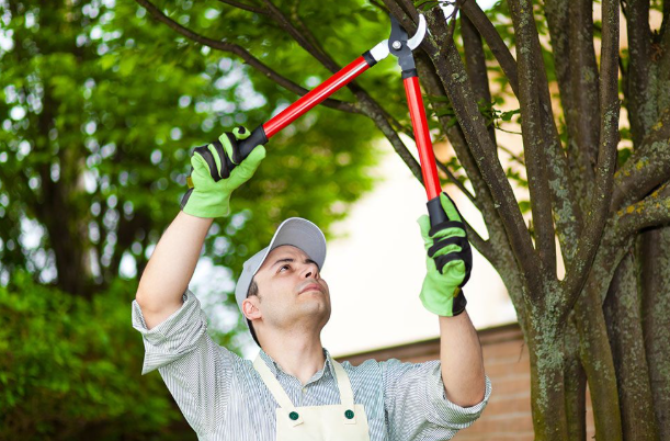How Seasonal Changes Affect Tree Health in North Mississippi