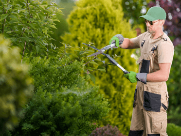 How Expert Tree Pruning in OBX, North Carolina, Enhances Property Safety and Aesthetics