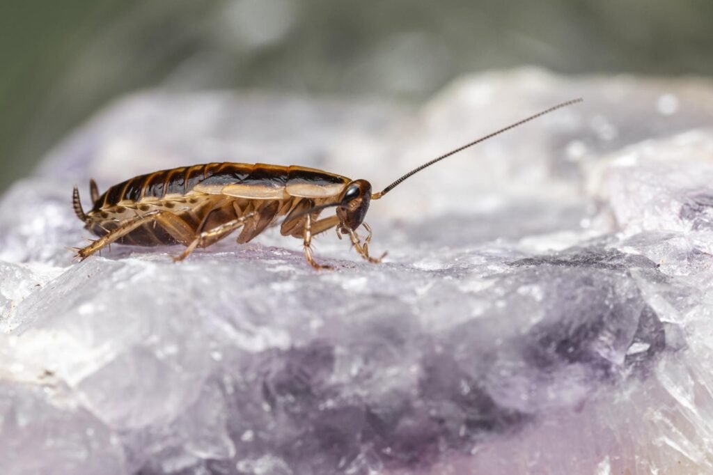 Best Preventive Tips for Effective Long-Term Cockroach Control