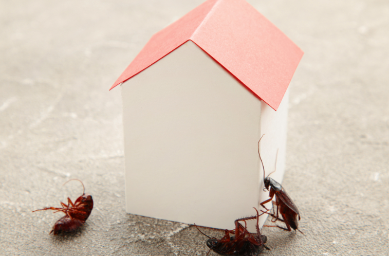 Pest-Free Living: Effective Strategies to Prevent Common Household Pests