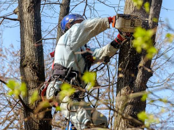 The Vital Role of Trees in Urban Environments