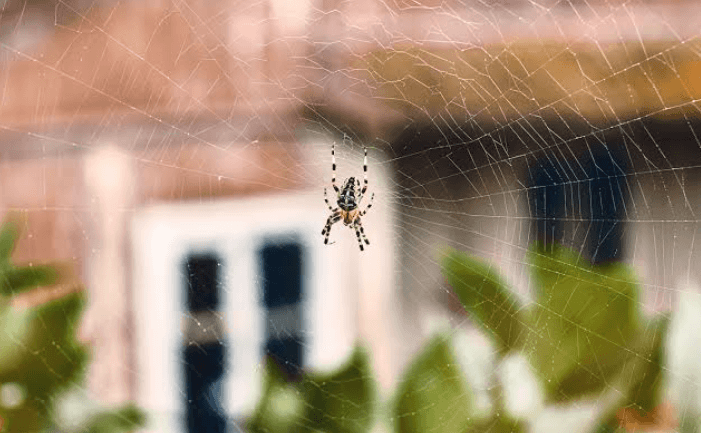 Why Spiders Keep Appearing Around Homes and Outdoor Areas